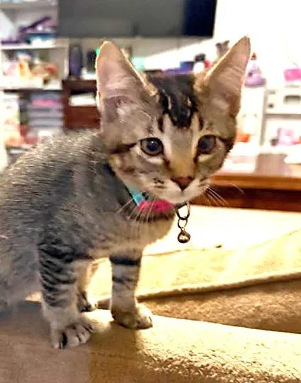 A baby medium-sized male Domestic Short Hair cat named Sugar Plum for adoption in Salt Lake City, UT