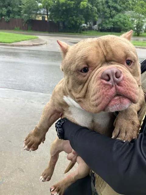 A young medium-sized male Mixed Breed dog named Kash for adoption in Dallas, TX