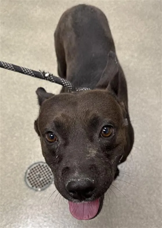 An adult medium-sized male Pit Bull Terrier dog named River for adoption in Las Vegas, NV