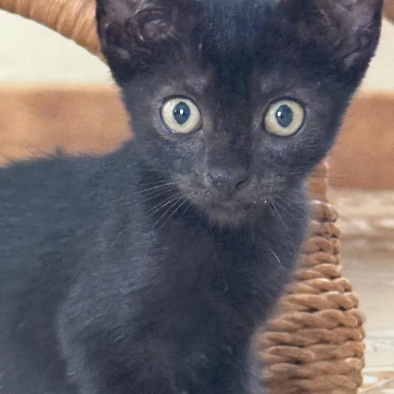 A baby medium-sized female Black Domestic Short Hair cat named Miriam and Anna  for adoption in Princeton, NJ