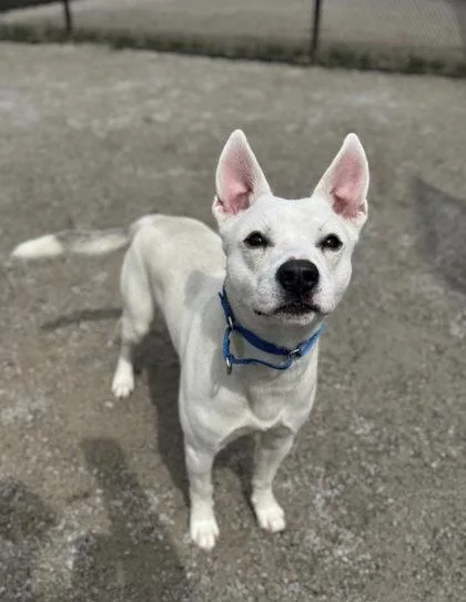 An adult medium-sized male Mixed Breed dog named Dante for adoption in Fairfax, VA