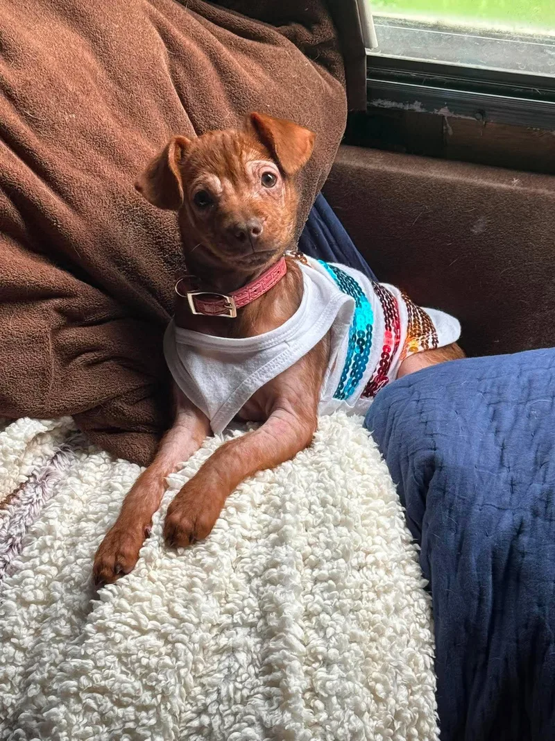 A young small-sized female Chihuahua dog named Ariah for adoption in Grand Forks, ND