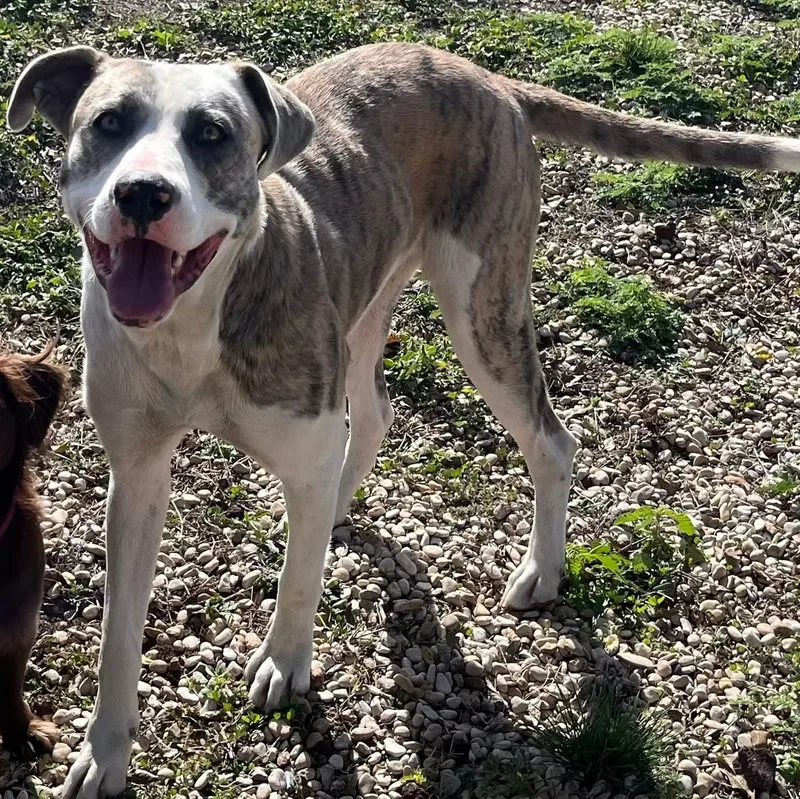 An adult large-sized female Catahoula Leopard Dog dog named Callie for adoption in Kirby, TX