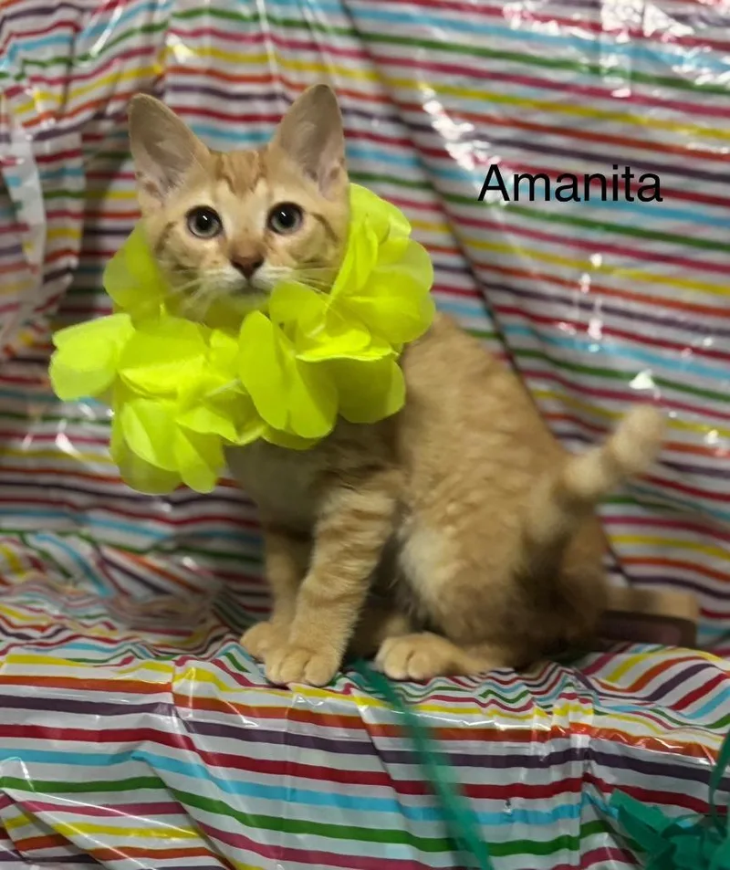 A baby medium-sized female Domestic Short Hair cat named Amanitia for adoption in Johnson City, TN