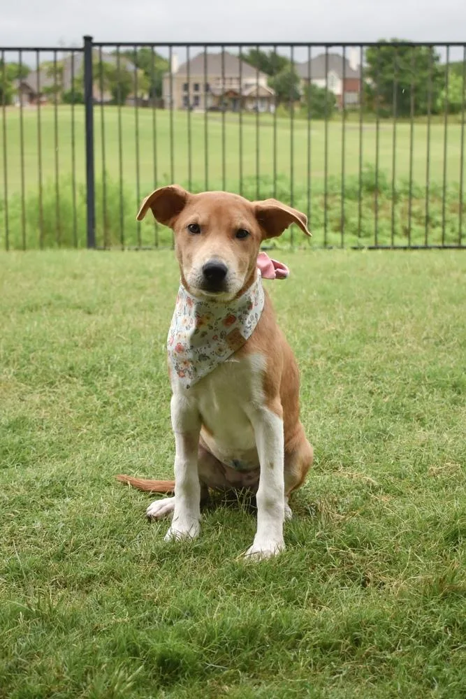 A baby large-sized female White / Cream Great Pyrenees dog named Sassafras for adoption in Frisco, TX