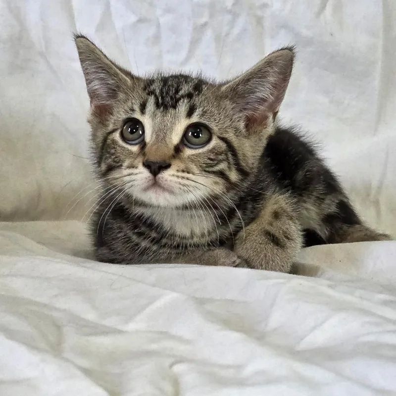 A baby small-sized female Brown / Chocolate Domestic Short Hair cat named Clover for adoption in Granville, OH