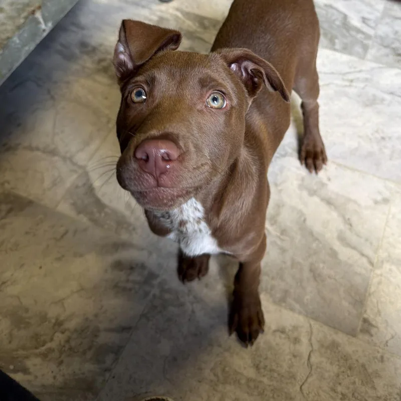 A young small-sized male Brown / Chocolate Mixed Breed dog named Billy for adoption in Oak Hill, WV
