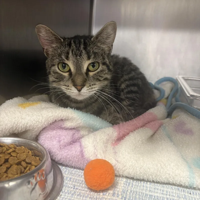 An adult medium-sized female Tabby (Brown / Chocolate) Domestic Short Hair cat named Barta for adoption in Saint Charles, MO