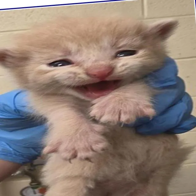 A baby small-sized male Cream / Ivory Domestic Short Hair cat named Fang for adoption in Grantsville, UT