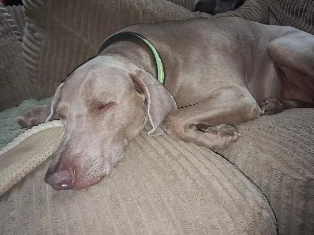 Sadie