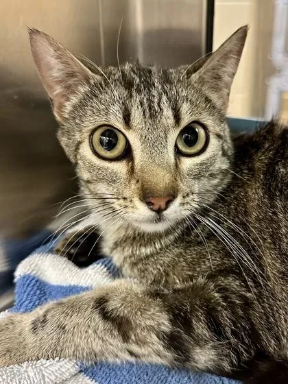 An adult medium-sized female Buff / Tan / Fawn Domestic Short Hair cat named Mother Ship for adoption in Wichita, KS