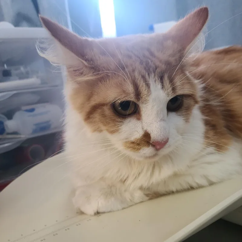 A young medium-sized female White Domestic Medium Hair cat named Saffron for adoption in Russellville, KY