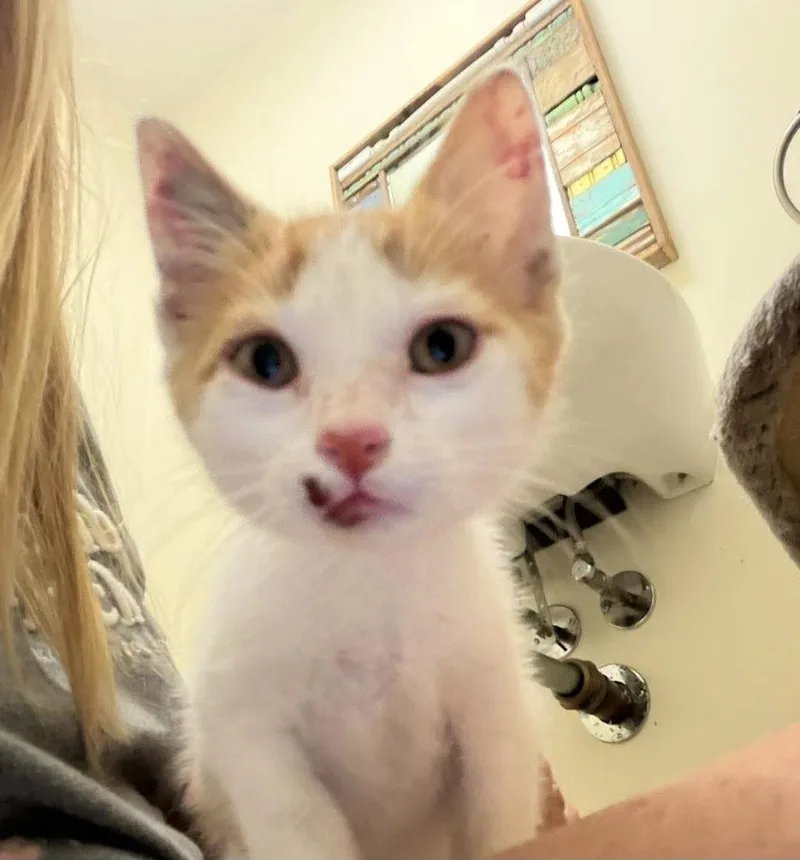 A baby small-sized female American Shorthair cat named Cheesie for adoption in Panama City, FL