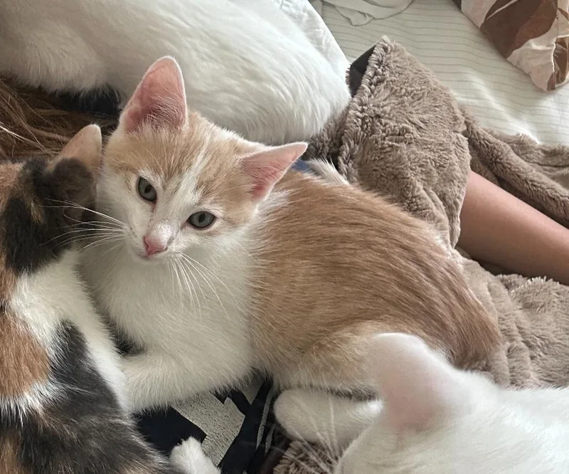 A baby small-sized male Domestic Short Hair cat named Frou Frou for adoption in Hyde Park, NY