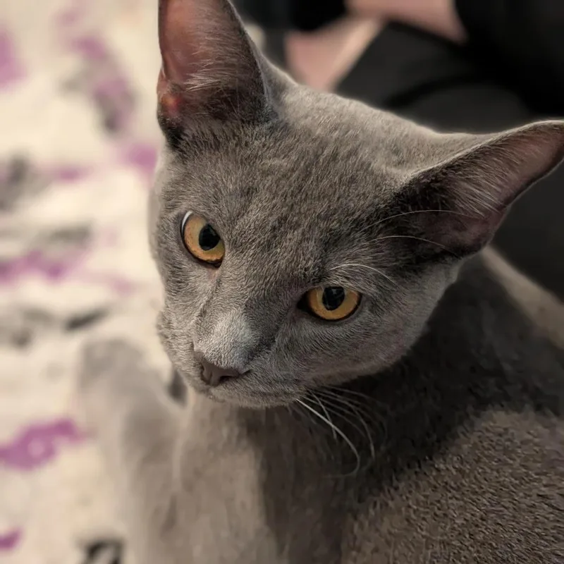 A young medium-sized male Domestic Short Hair cat named Joe Jonas for adoption in Durham, NC