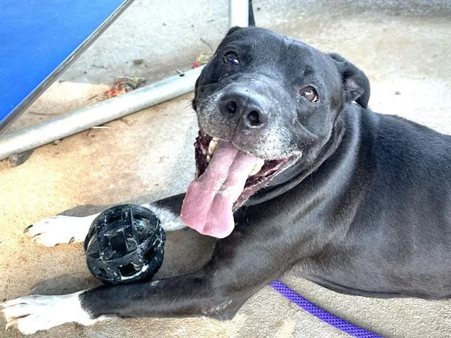 An adult medium-sized male Mixed Breed dog named Thor for adoption in Charlotte, NC