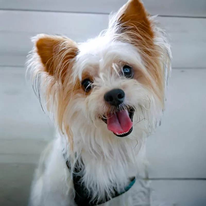 Eddie thumbnail 2