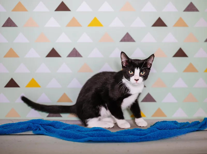 A young small-sized male Black & White / Tuxedo American Shorthair cat named Peppa for adoption in Readyville, TN