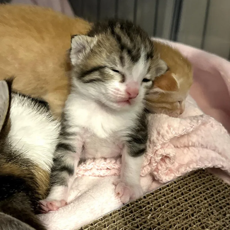 A baby small-sized male Orange / Red Domestic Short Hair cat named Affogato for adoption in Long Beach, CA
