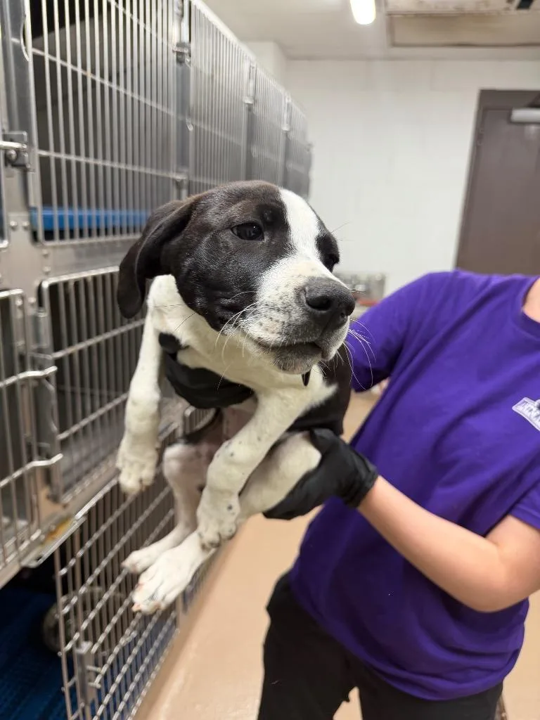 A baby large-sized female Affenpinscher dog named Sturgeon for adoption in Nacogdoches, TX