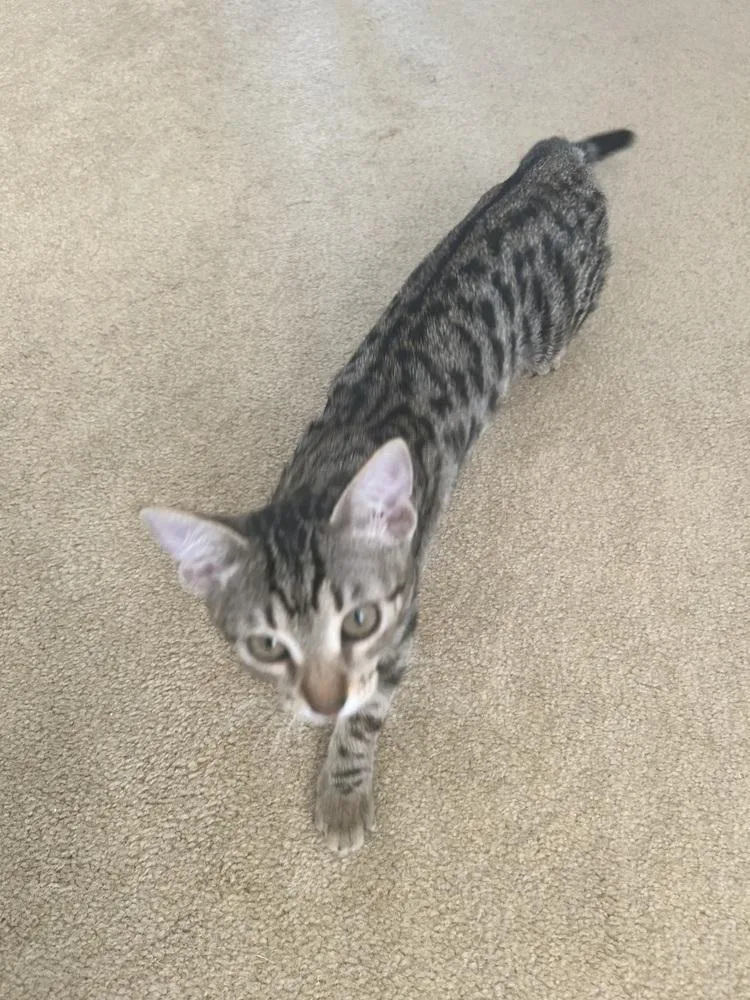 A baby medium-sized female Gray / Blue / Silver Tabby cat named Star for adoption in St. Petersburg, FL