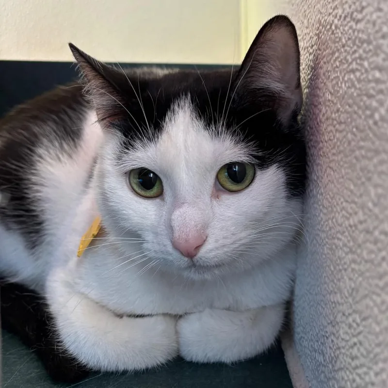 An adult medium-sized female White Domestic Short Hair cat named Princess for adoption in Springfield, MA