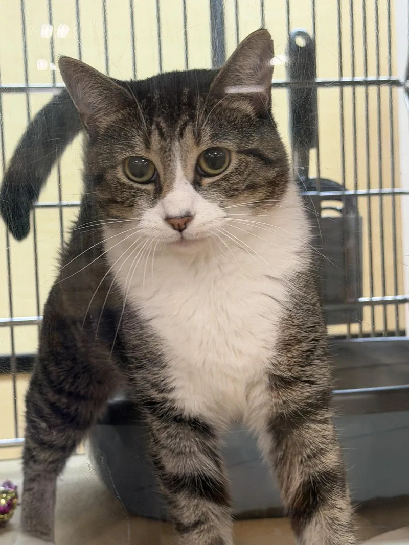 An adult medium-sized female Domestic Short Hair cat named Shake & Bake for adoption in Wheaton, IL