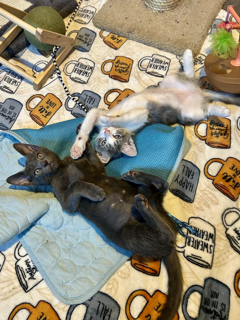 A baby medium-sized male Gray / Blue / Silver Domestic Short Hair cat named Parsley for adoption in Levittown, NY