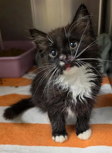 A baby small-sized male Domestic Medium Hair cat named Philip for adoption in Statesville, NC