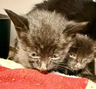 A baby medium-sized male Black Domestic Short Hair cat named Charlie for adoption in Winter Haven, FL
