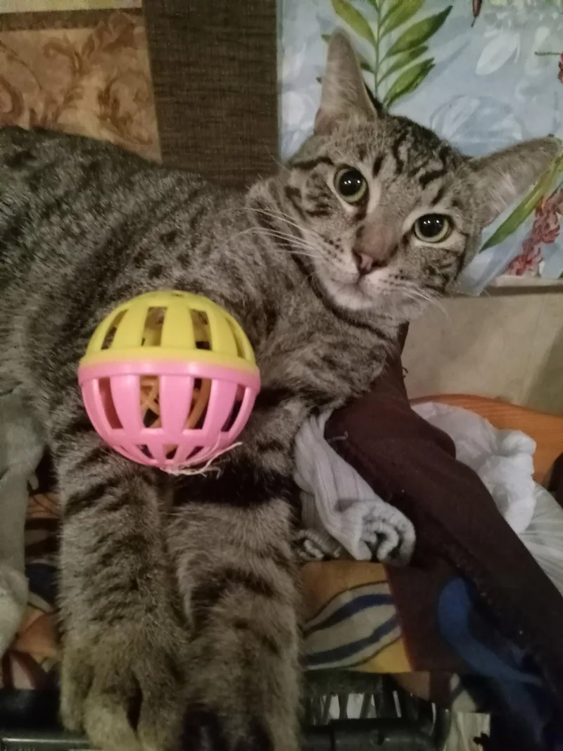 A young medium-sized male Domestic Short Hair cat named Mario for adoption in Chandler, AZ