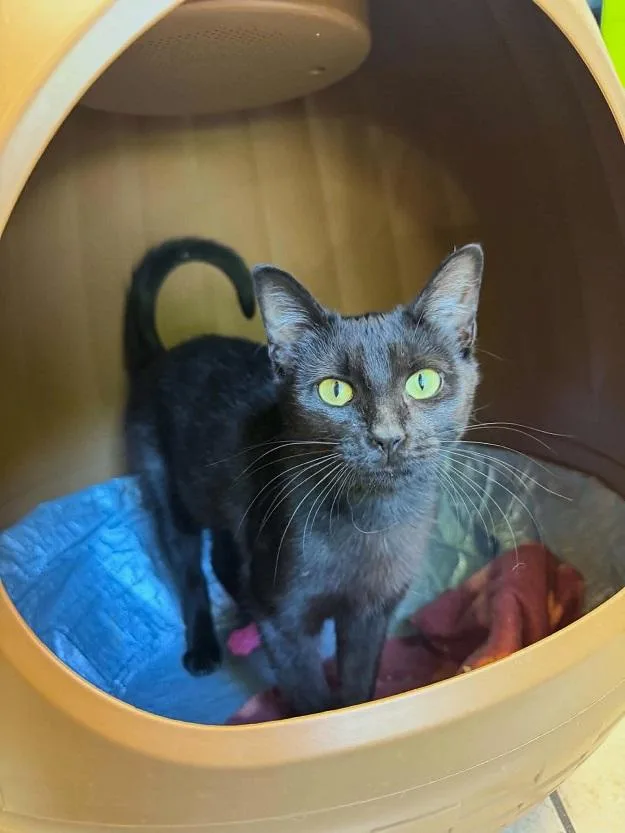 A young medium-sized female Black Domestic Short Hair cat named Midnight Oil for adoption in Pegram, TN
