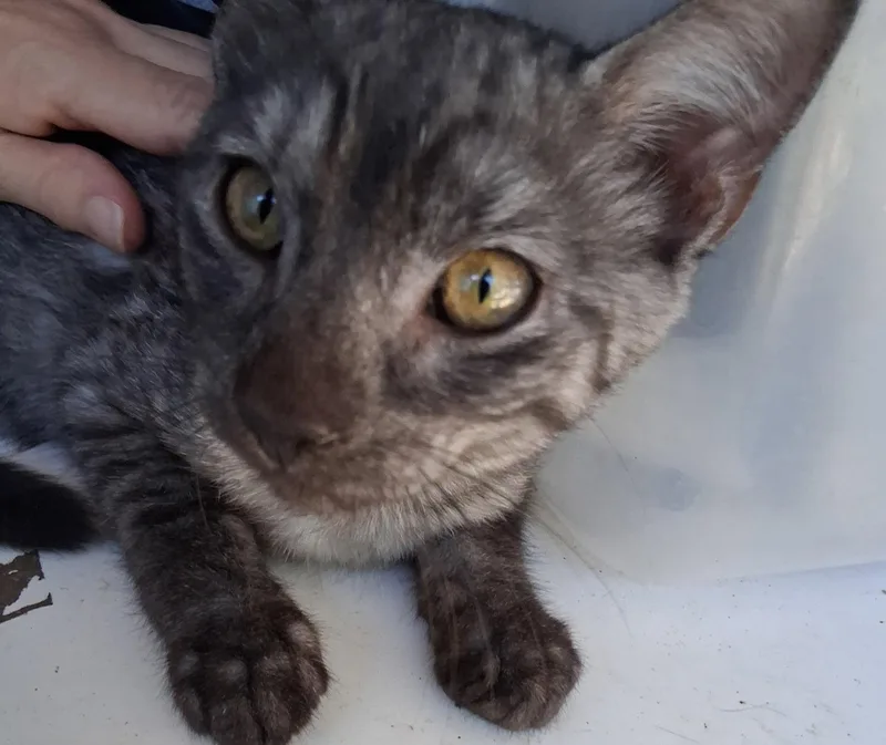 A young medium-sized male Domestic Short Hair cat named Moon for adoption in Longwood, FL