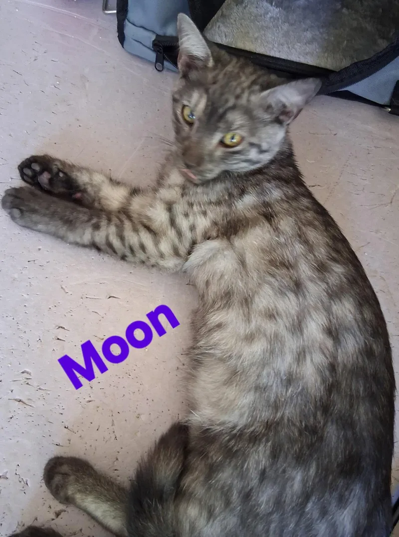 Moon thumbnail 2