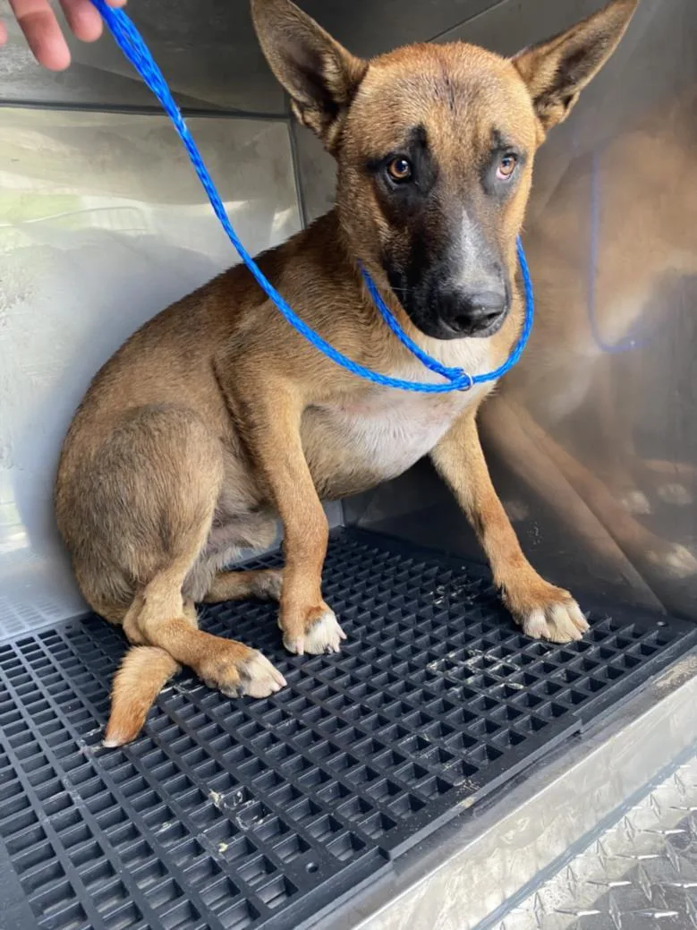 A young large-sized male Mixed Breed dog named Felipe for adoption in Dallas, TX