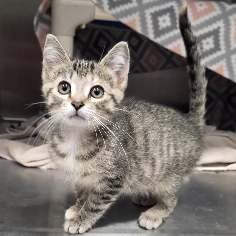 A baby small-sized female Brown / Chocolate Domestic Short Hair cat named Xara for adoption in Fort Wayne, IN