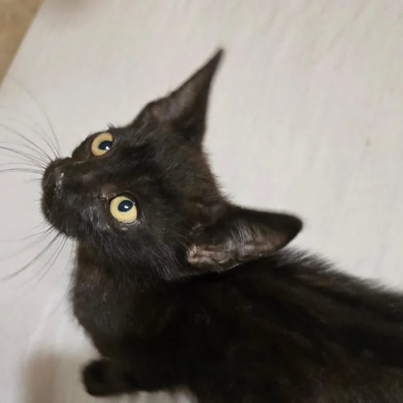 A baby small-sized male Black Domestic Short Hair cat named Jimmy for adoption in Houston, TX