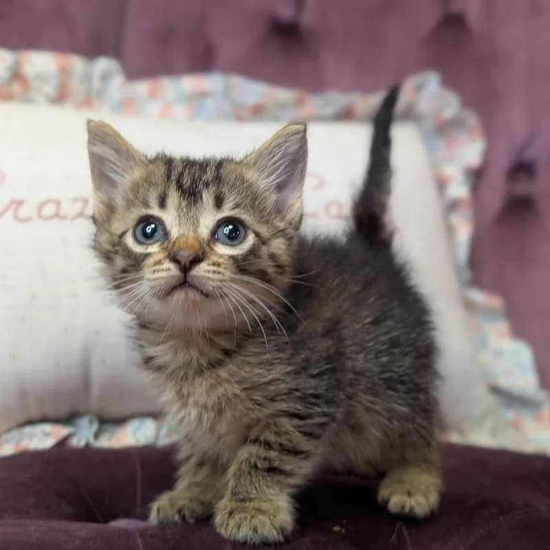 A baby small-sized female Gray / Blue / Silver Domestic Short Hair cat named Bug for adoption in Nowata, OK