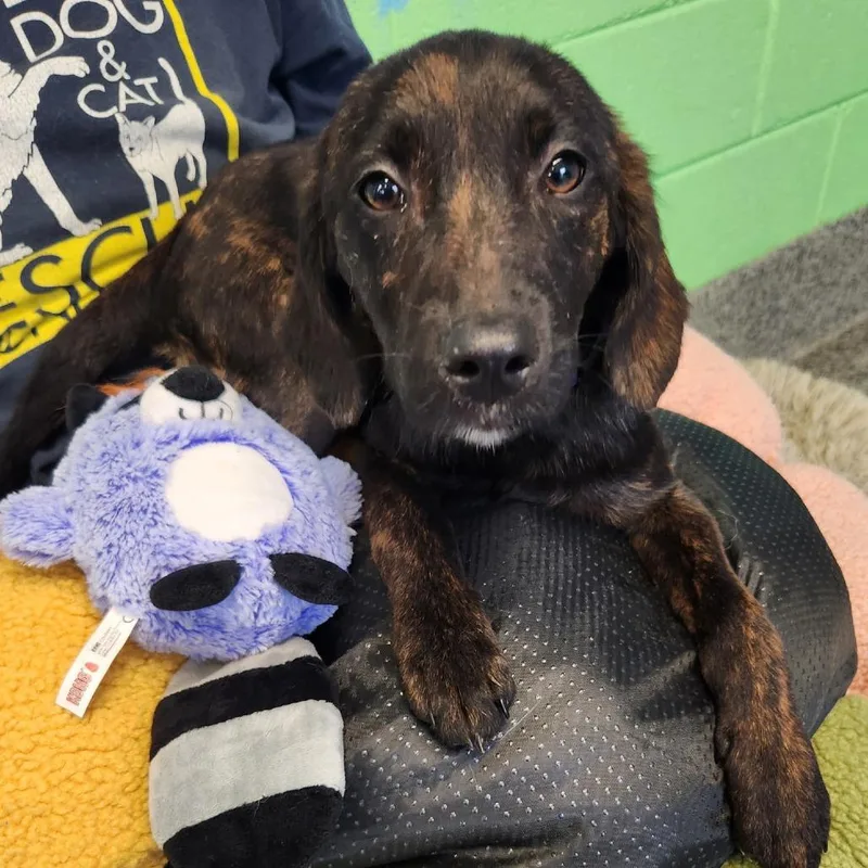 A baby small-sized female Labrador Retriever dog named Rockstar Pup: Joni for adoption in Falls Church, VA