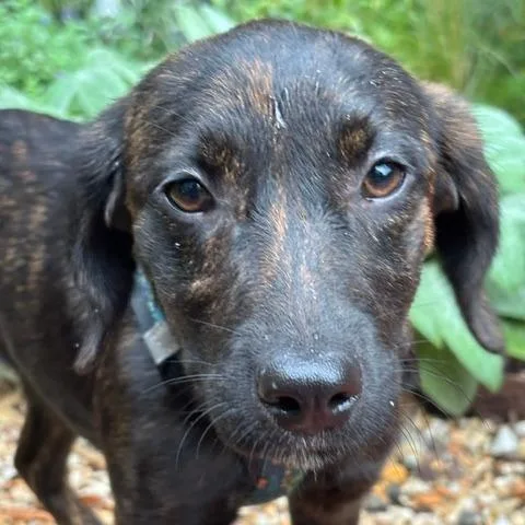 Rockstar Pup: Joni thumbnail 5