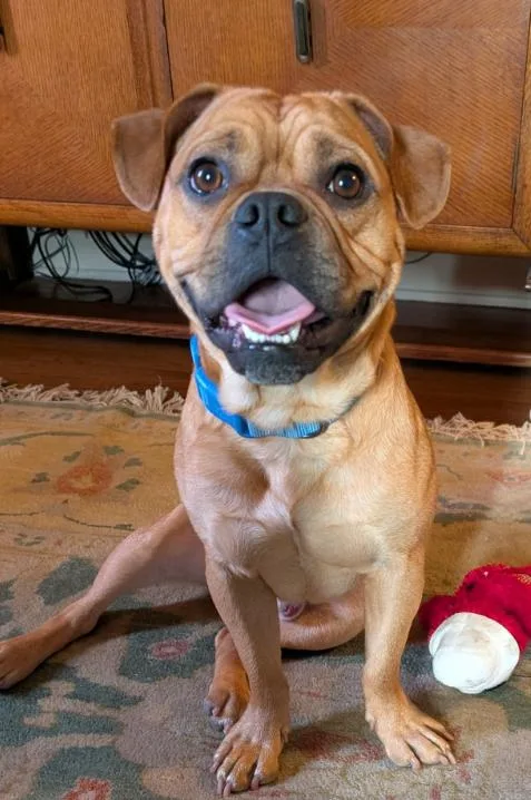 An adult small-sized male Pug dog named Charlie for adoption in TEMECULA, CA