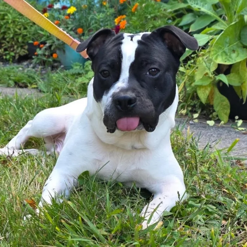 A young medium-sized male White / Cream Pit Bull Terrier dog named Wonkey Donkey D for adoption in Princeton, MN