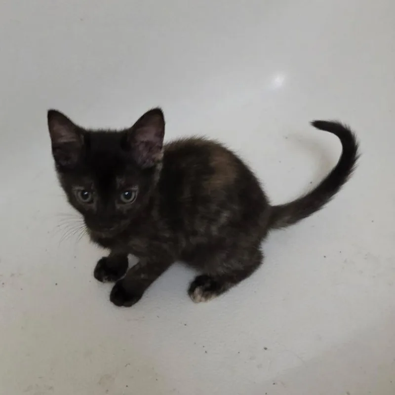 A baby small-sized female Domestic Medium Hair cat named Georgie Girl for adoption in San Antonio, TX