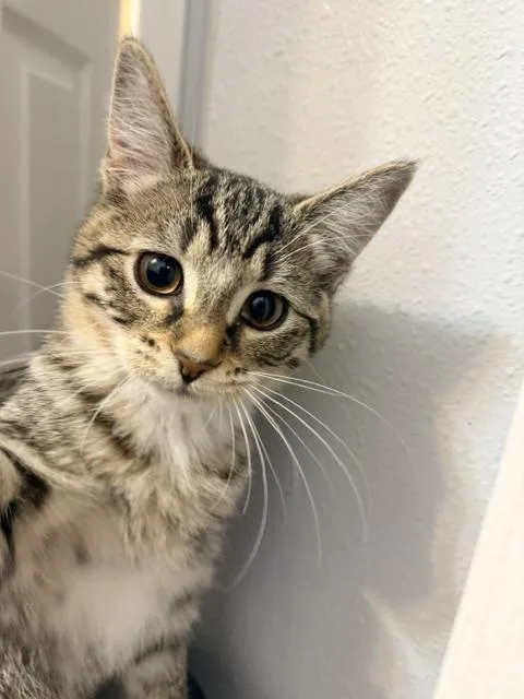 A baby medium-sized female Tabby (Buff / Tan / Fawn) Domestic Short Hair cat named Tamtey for adoption in Eugene, OR