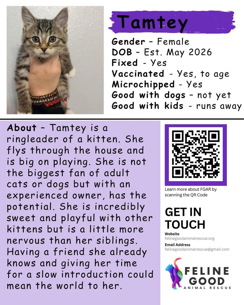 Tamtey thumbnail 4