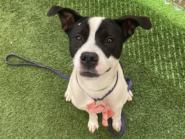 A young large-sized male Pit Bull Terrier dog named Steak for adoption in Phoenix, AZ