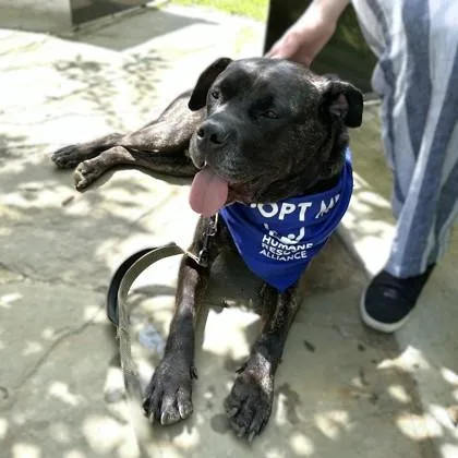 An adult large-sized male Mastiff dog named Onyx for adoption in Washington, DC