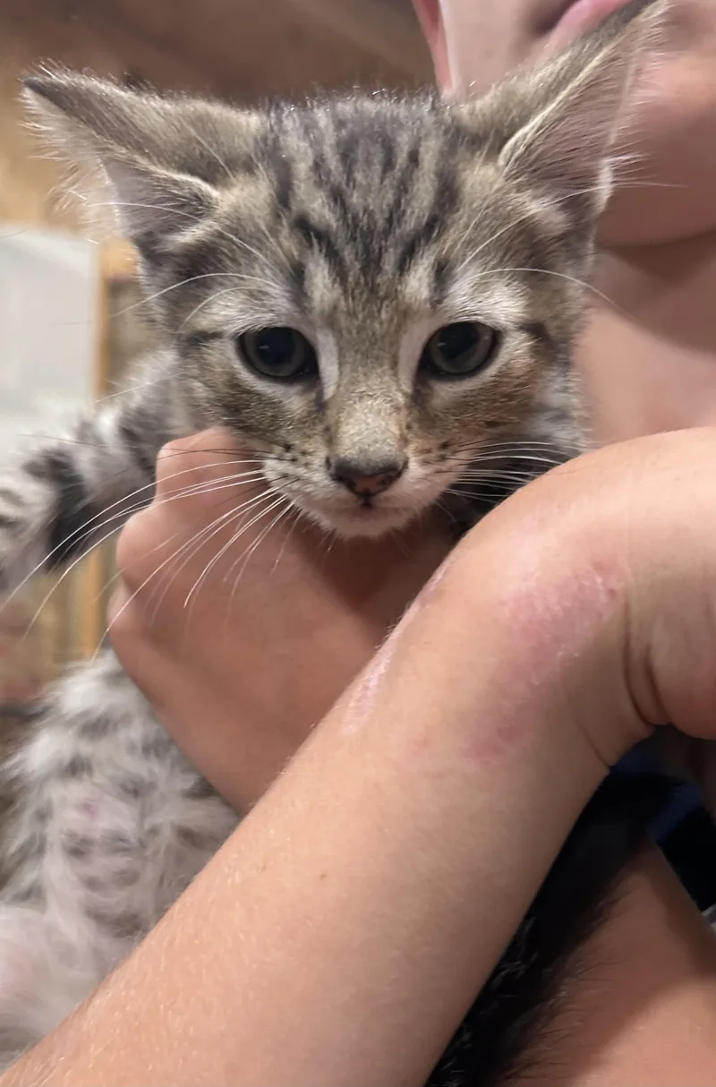 A baby medium-sized male Tabby (Brown / Chocolate) Domestic Short Hair cat named Gambit for adoption in Richmond, VA