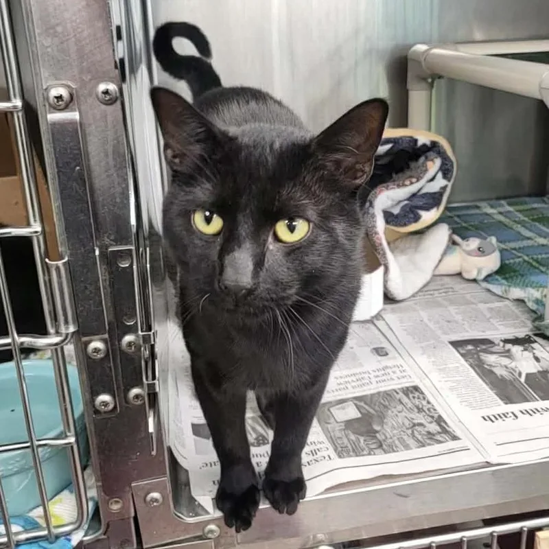 An adult medium-sized male Black Domestic Short Hair cat named Michael B. Purring Petsmart for adoption in Belleville, IL
