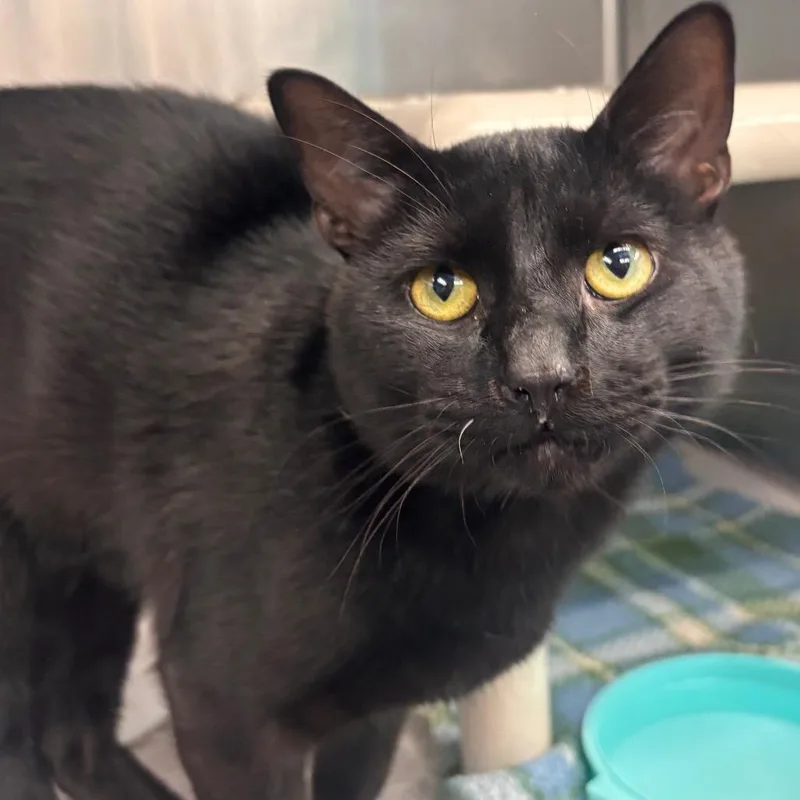 Michael B. Purring Petsmart thumbnail 2